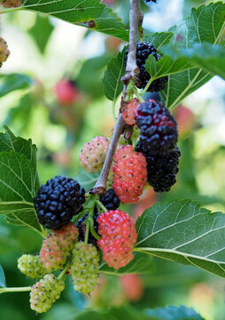 Bunches of ripe mulberry on a branch on a natural background