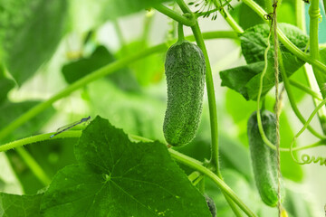 Juicy fresh cucumbers grow on a branch in a greenhouse