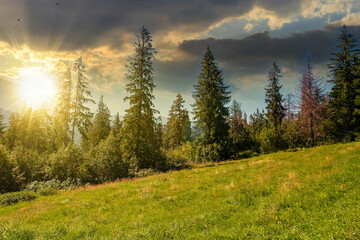 spruce forest on the grassy hillside at sunset. beautiful nature scenery in mountains. summer landscape with dramatic sky above the distant ridge in evening light. explore backcountry concept