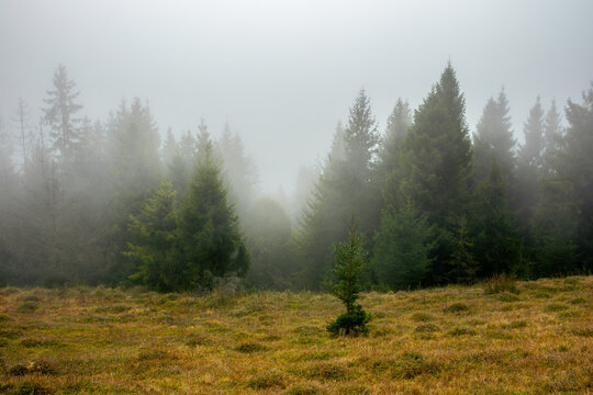 foggy nature scenery in the morning. spruce forest on the grassy hill. mysterious atmosphere