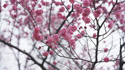 The beautiful spring view with the colorful flowers blooming in the wild field in spring