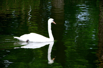 Obraz premium 優雅に泳ぐ白鳥