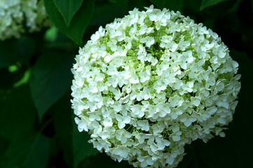 白い花アナベル