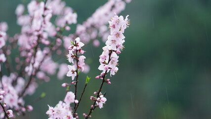 The beautiful spring view with the colorful flowers blooming in the wild field in spring