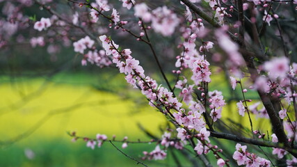 The beautiful spring view with the colorful flowers blooming in the wild field in spring