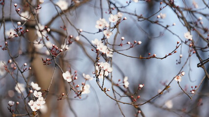 The beautiful spring view with the colorful flowers blooming in the wild field in spring