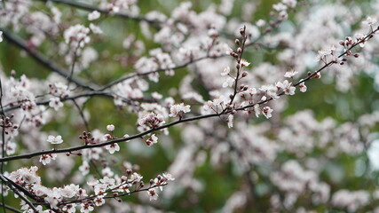 The beautiful spring view with the colorful flowers blooming in the wild field in spring