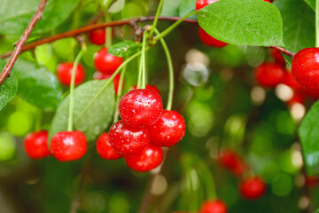 Tasty cherries on tree in garden