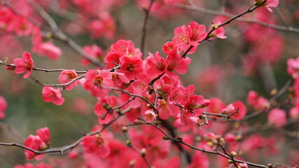 The beautiful spring view with the colorful flowers blooming in the wild field in spring