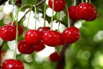 Tasty cherries on tree in garden