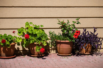 Fototapeta na wymiar red flowers in pots near the wall of the house