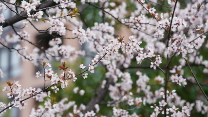 The beautiful spring view with the colorful flowers blooming in the wild field in spring