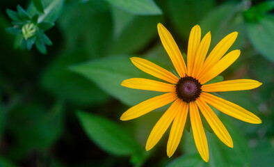 yellow flower