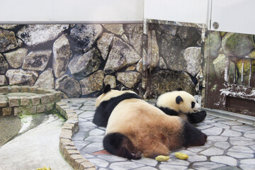 giant panda eating bamboo © dede