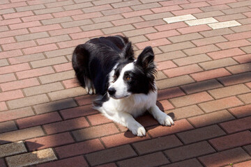 border collie puppy