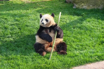 Raamstickers panda eating bamboo © dede