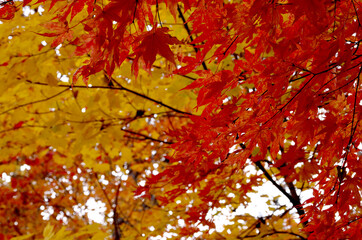 紅葉の葉