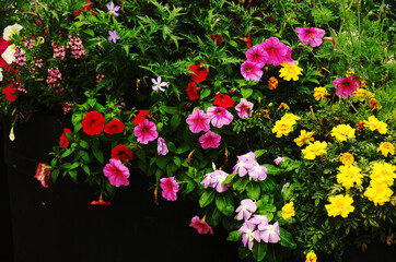 Obraz premium カラフルの花