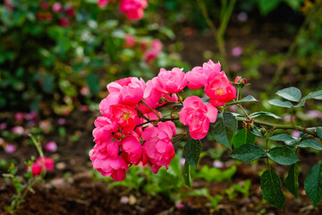 Fototapeta premium A lush bush of pink garden roses. Blurry floral background with red flowers. Space for the text. Lots of colors. Soft focus.
