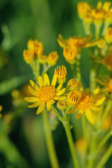 Closeup of a yellow ragwort blossom (Jacobaea vulgaris).