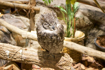 horned owl