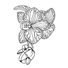 Orchid with buds on a branch on a white background, black and white hand drawing.Vector flowers can be used in textiles, postcards,cosmetics packaging