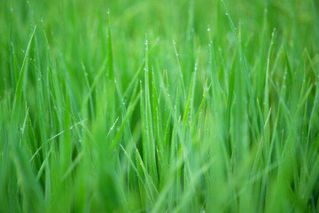 green grass background