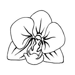 Orchid flower on a white background, hand-drawn.Vector flower can be used in textiles, postcards.
