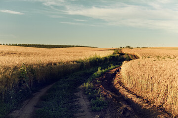 Dirt road among fields of ripe yellow wheat. Vintage photo 
