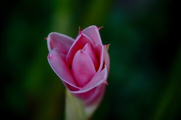 pink dala flower