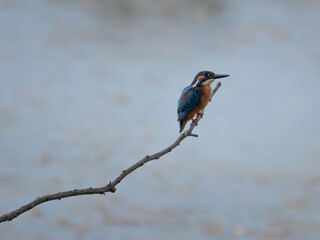 Splendid Exemplary with Beautiful Colors of Common Kingfisher, Alcedo atthis, on a Thin Branch