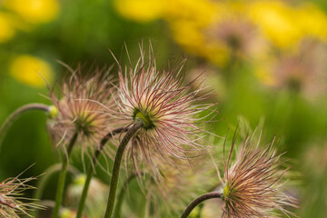 Pulsatilla vulgaris, the pasqueflower. Close-up. On a green-yellow background