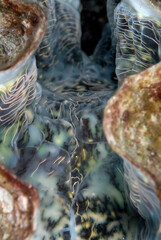 A picture of a tridacna