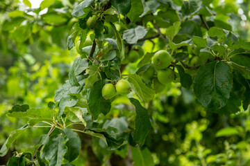 apple tree with young fruits on a summer day, gardening and agriculture