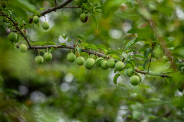 Branch of plum tree with young fruits on a summer day