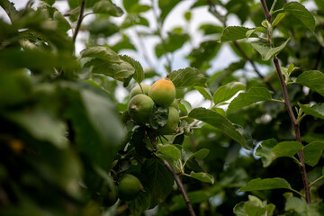 apple tree with young fruits on a summer day, gardening and agriculture