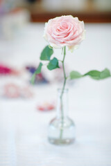 Delicate rose on blurred isolated light background 