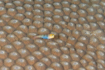 A picture of a comb tooth blenny