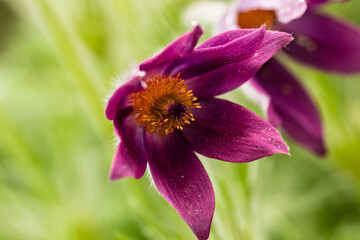 Purple pulsatilla flower close-up. Taken from below.