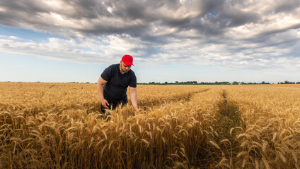 Naklejka na ściany i meble Young farmer in wheat fields