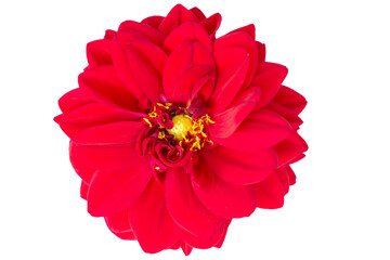 A beautiful red plant. Close-up zinnia flower on a white background.