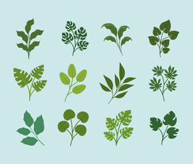 twelve leaves design
