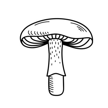 Cute Mushroom In Doodle Style. Poisonous Mushroom, Fly Agaric, Toadstool. Vector Isolated Hand Drawn Illustration For Coloring Pages, Sketch, Outline