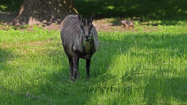 Apennine chamois, Rupicapra pyrenaica ornata, is living in the Abruzzo-Lazio-Molise National Park in Italy and the Pyrenees in Spain
