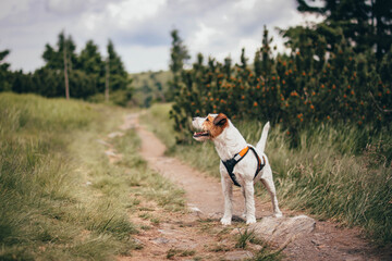 Cute Parson Russell Terrier wearing Orange Pulling Harness on a Mountain Trip