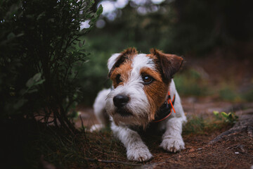 Cute Parson Russell Terrier in the Mountains