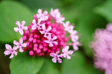 ボタンクサギ/ヒマラヤクサギ/ベニバナグサギ の花 /glory-flower , Mexican hydrangea , rose glorybower