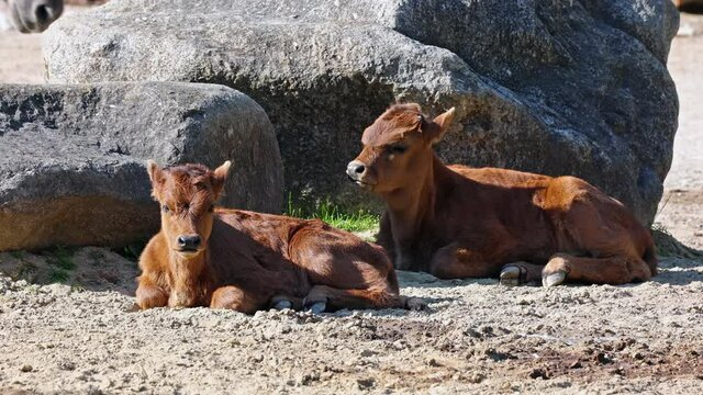 Baby Aurochs, Heck cattle, Bos primigenius taurus, claimed to resemble the extinct aurochs. Domestic highland cattle seen in a German park