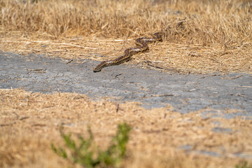 Pacific gopher snake (Pituophis catenifer catenifer) crawls out of dry grass.