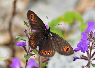 Fototapeta premium Rundaugen-Mohrenfalter (Erebia medusa)